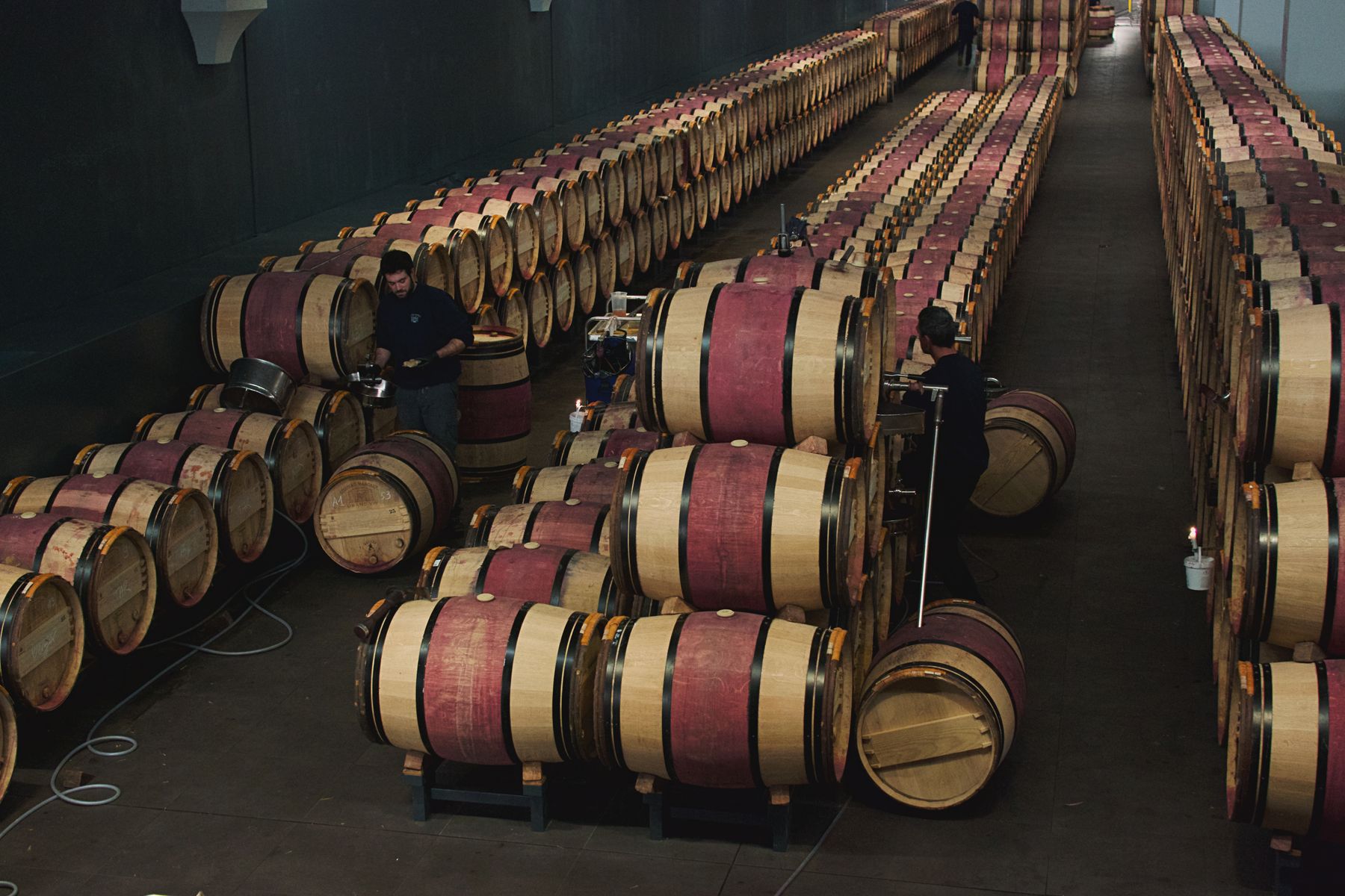 Rows of oak wine barrels in a winery cellar